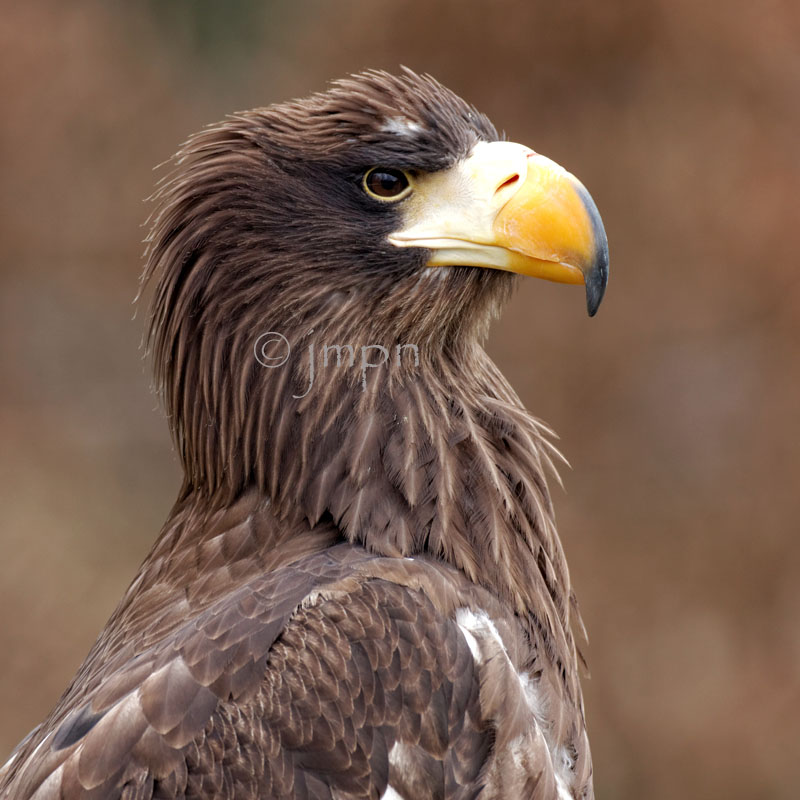 Haliaeetus pelagicus - Pygargue de Steller - Sea Eagle