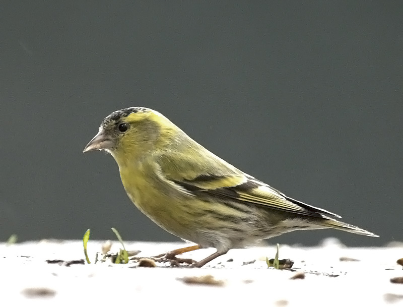 Spinus spinus - Tarin des aulnes - Siskin