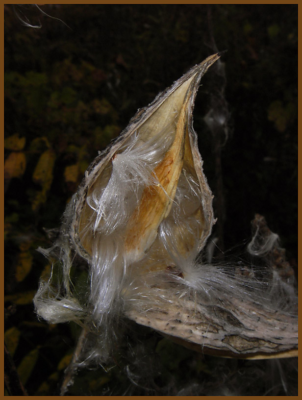 Milkweed Pod