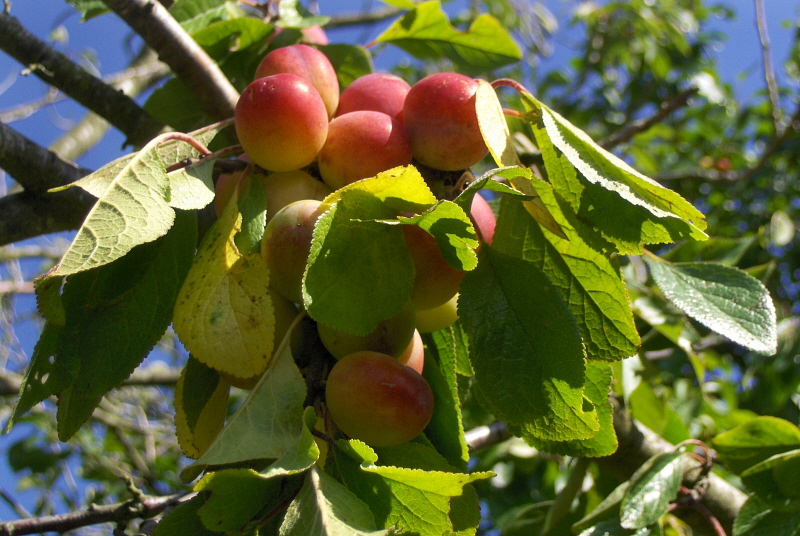 RIPENING VICTORIA PLUMS