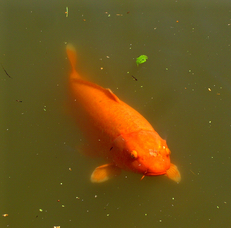 RESIDENT CARP