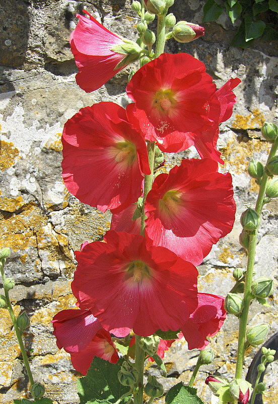 A RED HOLLYHOCKS . 1   540