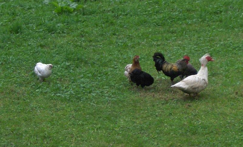 FARM CHICKEN