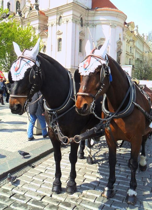 CARRIAGE HORSES