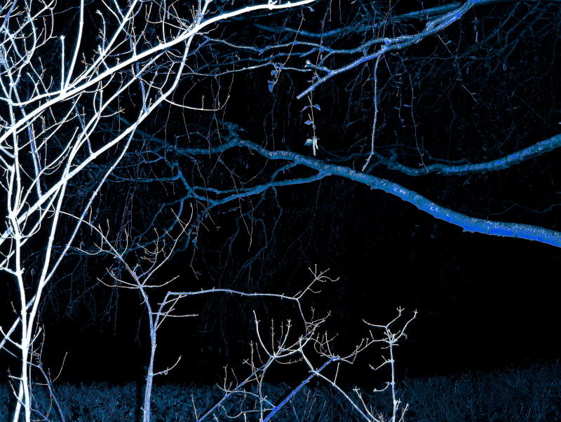 A SPOOKY BRANCHES   753