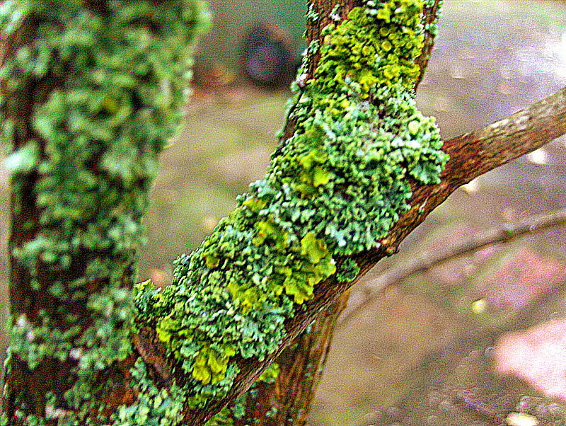 A LICHEN ON SHRUB   719