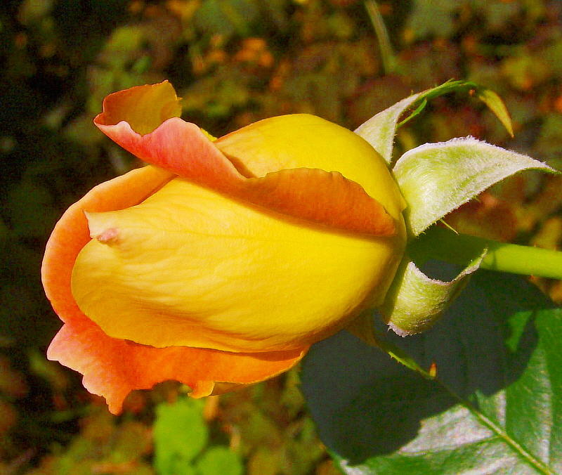 YELLOW ROSE