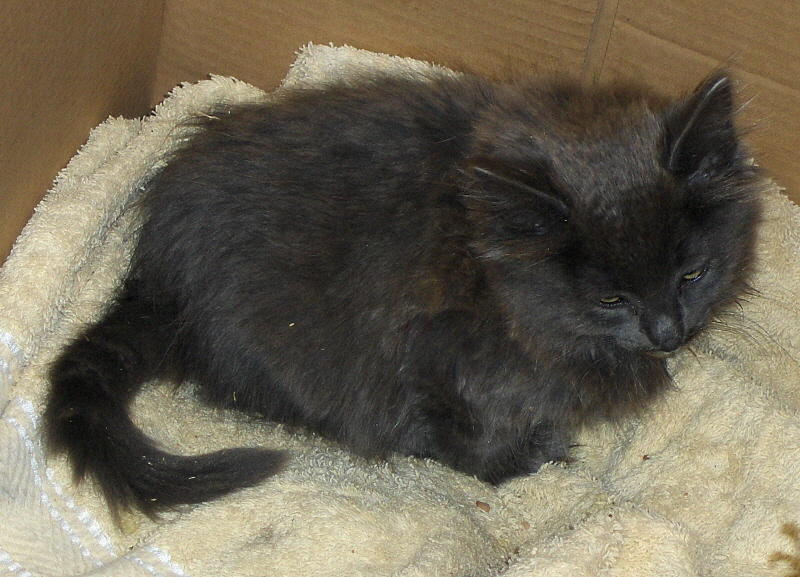 POORLY FLUFF . 1