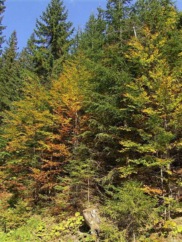 AUTUMN COLOUR IN THE WOODS