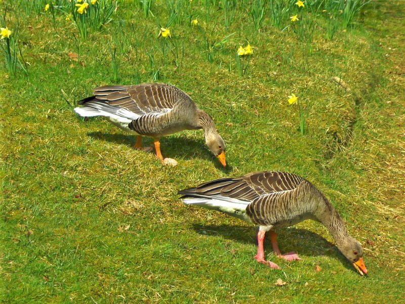 GEESE