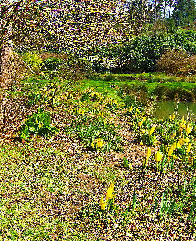 SKUNK CABBAGE