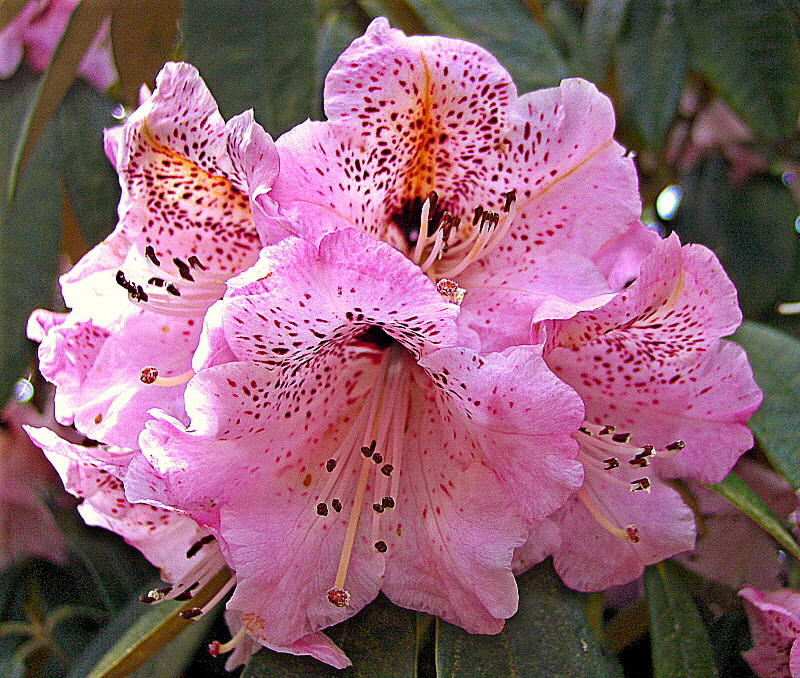 A RHODODENDRON   835