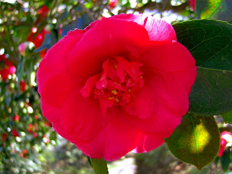 CAMELLIA