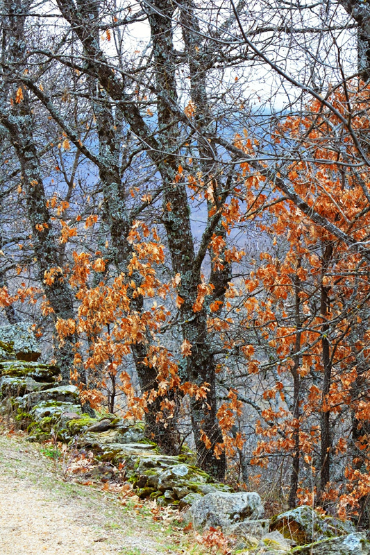 Horcajuelo de la Sierra (Madrid)