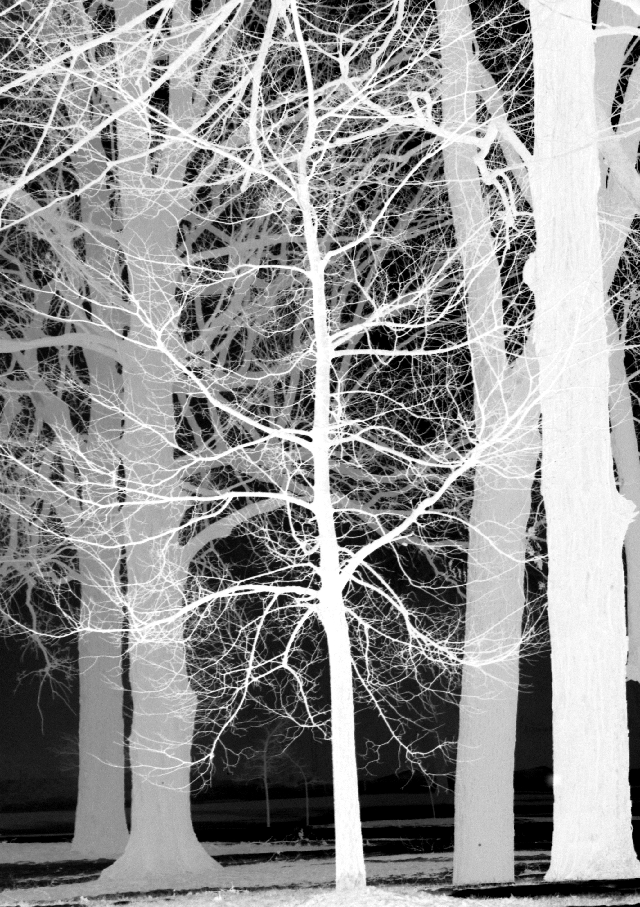 trees_inverted_01.jpg