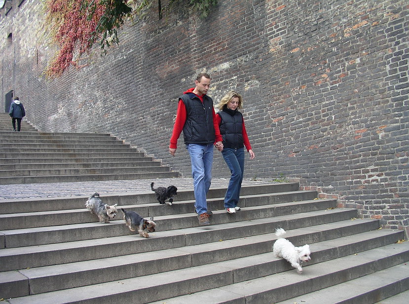 Walking the dogs in Prag