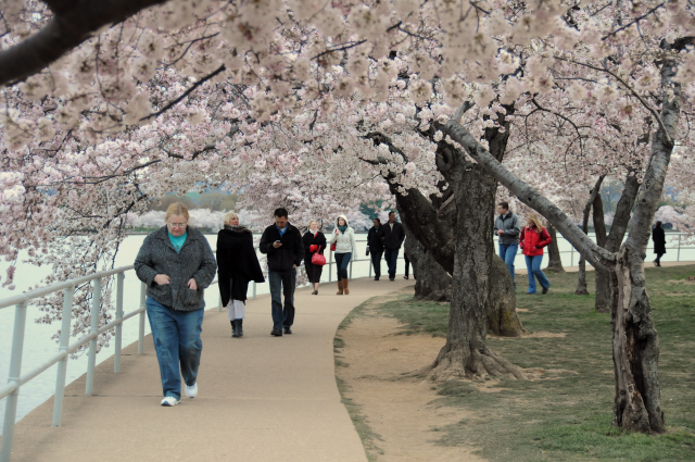 Cherry Blossoms along Tidal Basin, Washington, D.C.