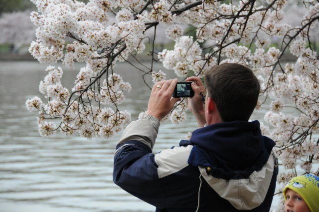 Cherry Blossoms along Tidal Basin, Washington, D.C.