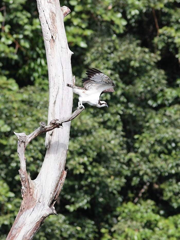 White Belly Sea Eagle