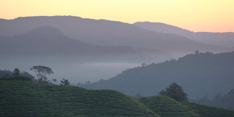 Cameron Highlands
