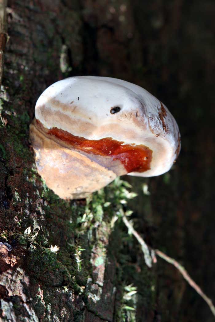 Unique-Fungi.jpg
