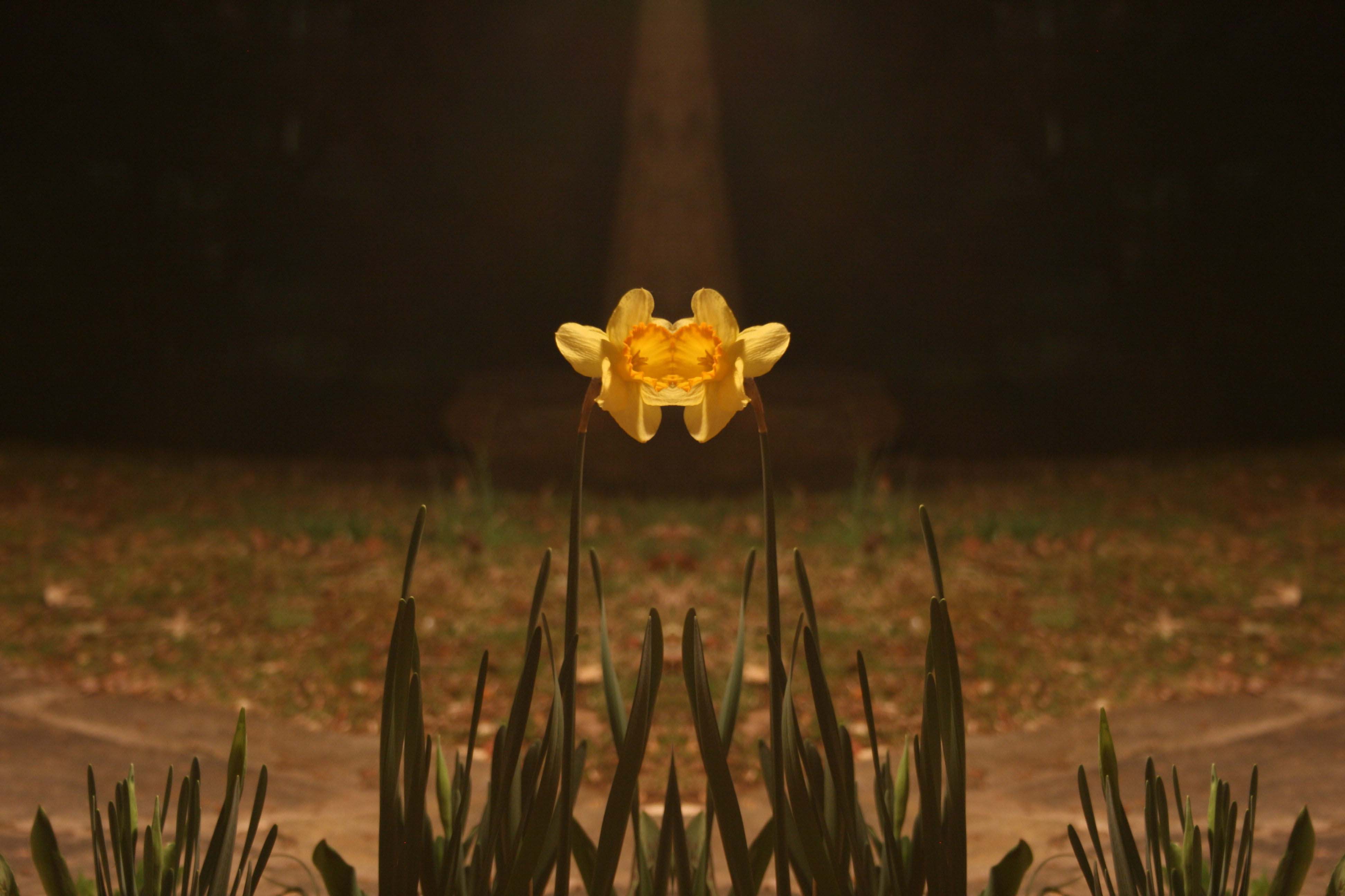 night daffodil mirror