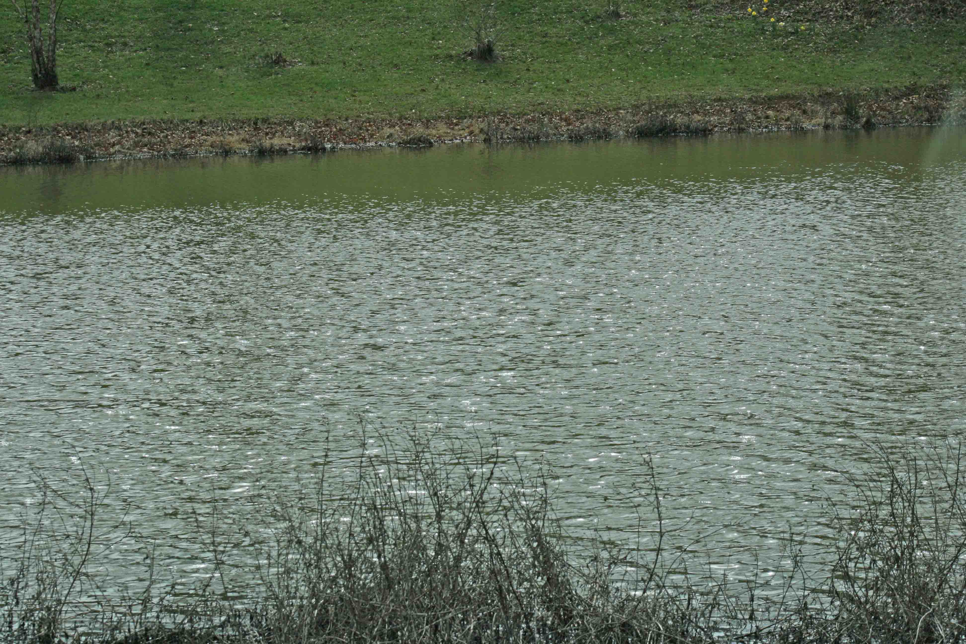 Pond