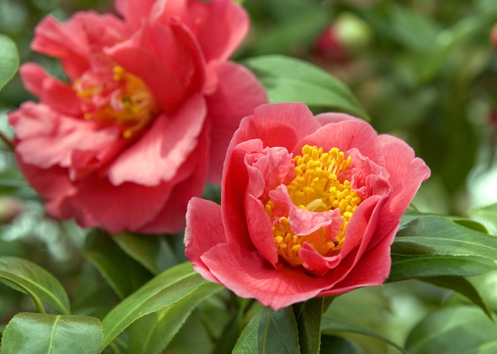 National Arboretum