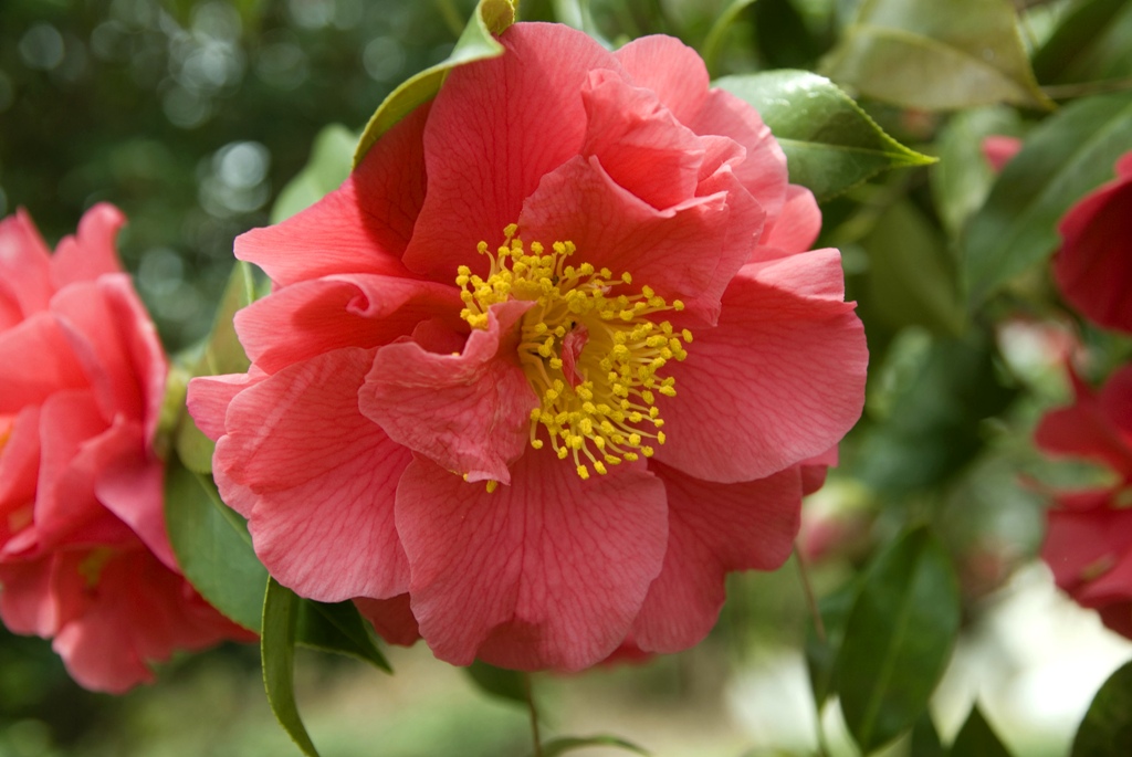 National Arboretum