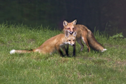 Fox and kit together.jpg