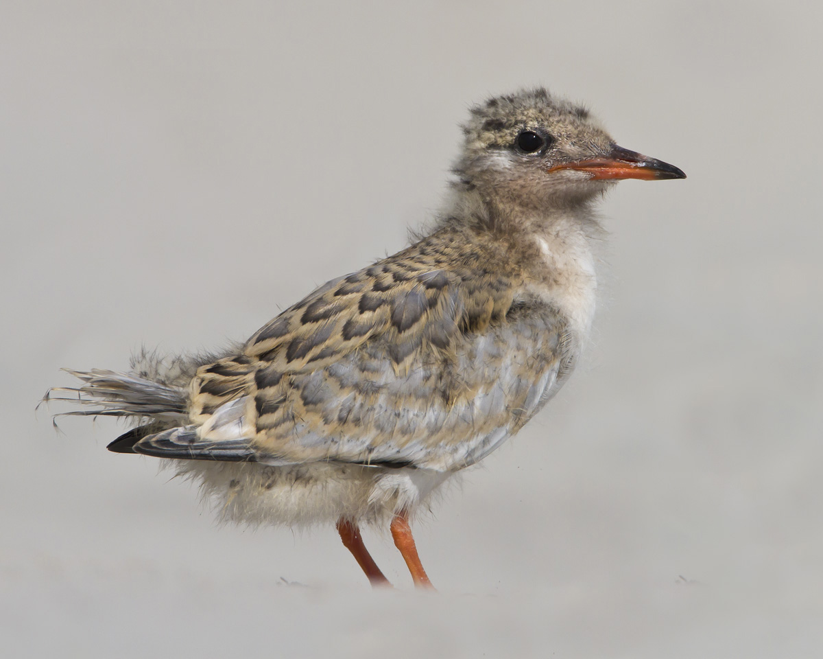 Common Tern baby posing.jpg