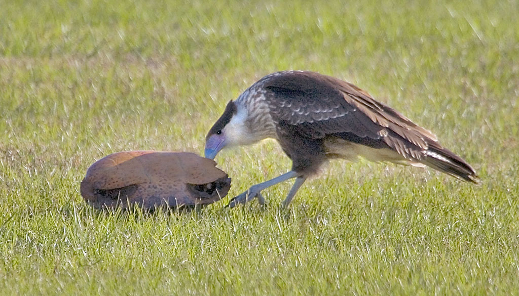 Crested Caracarra Juv with tortoise shell.jpg