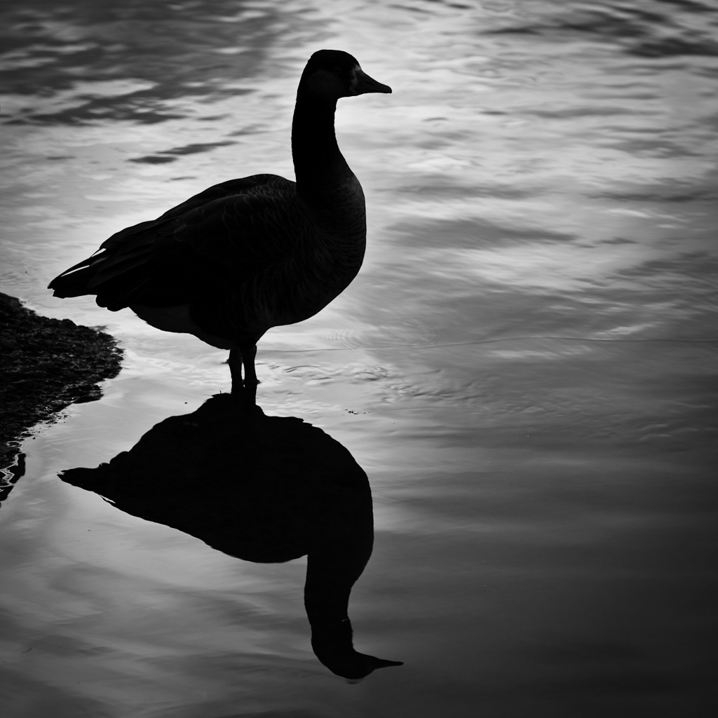 Symetrie en noir et blanc