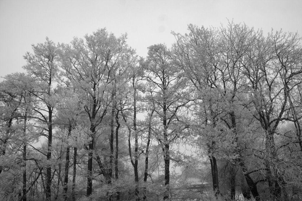 More Frosty Trees