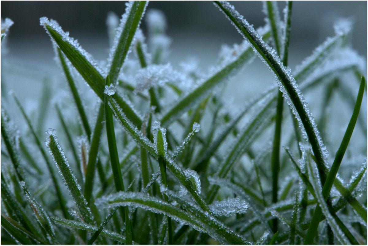 Frosty Grass