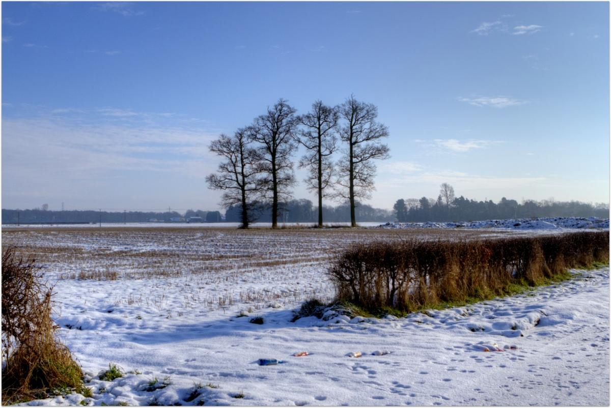 Winter Trees