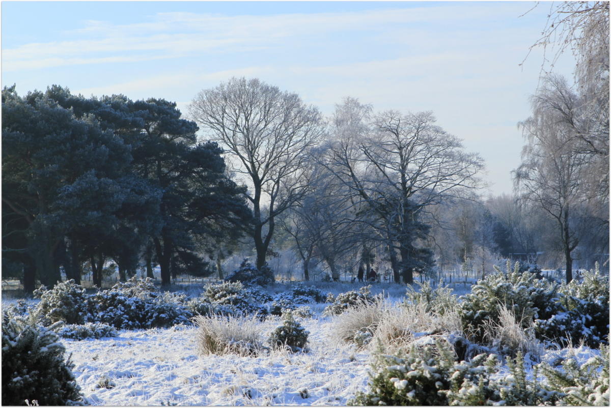 Strensall Common