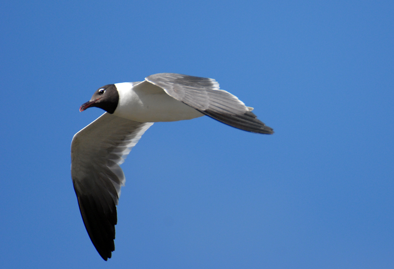 Laughing Gull