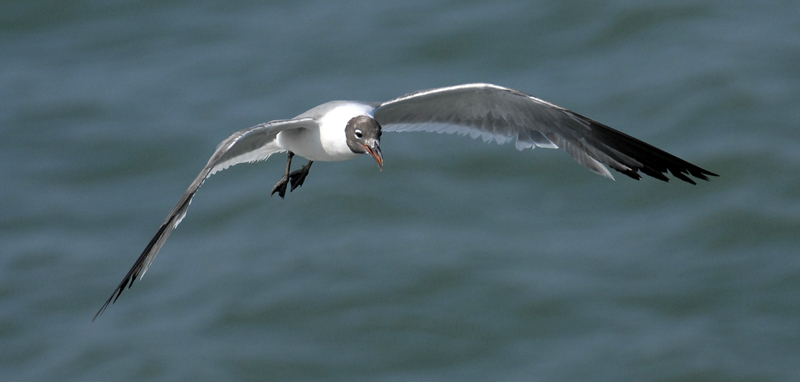 Laughing Gull