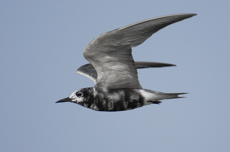 Black Tern