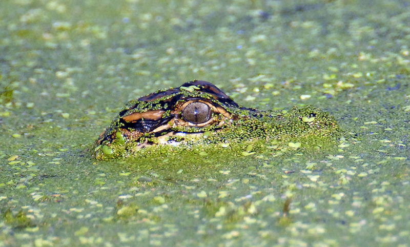 Baby Alligator