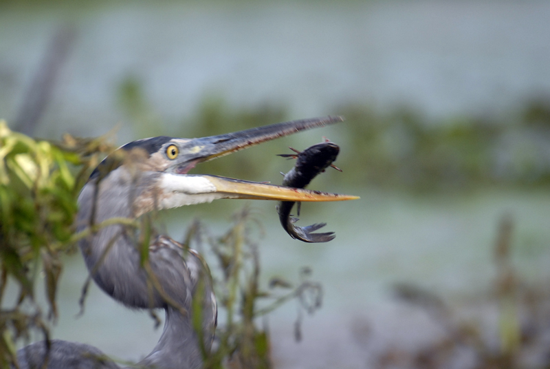 Great Blue Heron