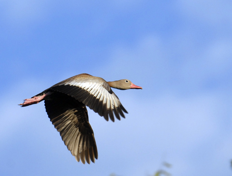 Blackbellied Whistling Duck