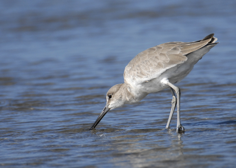 Willet