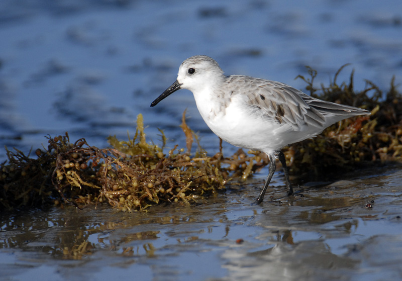 Sanderling