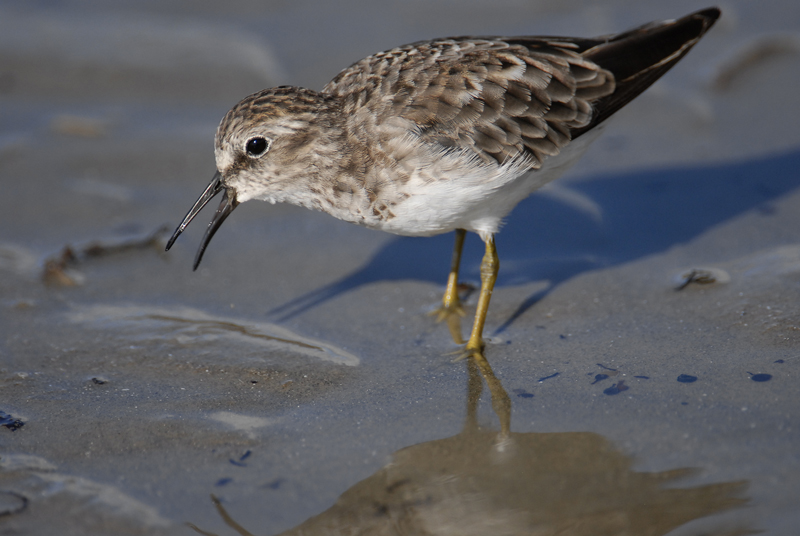 Least Sandpiper