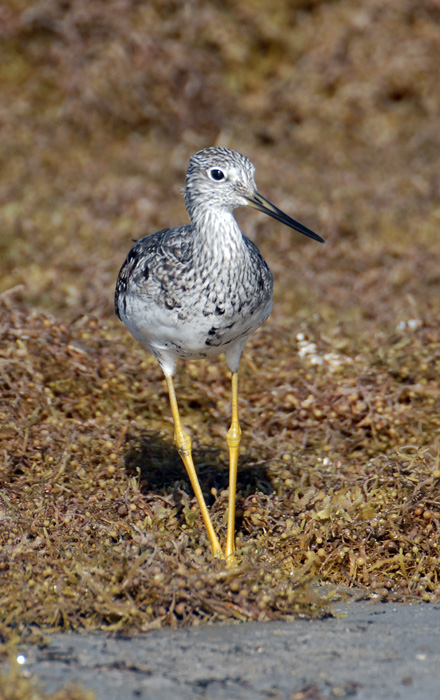 Greater Yellowlegs