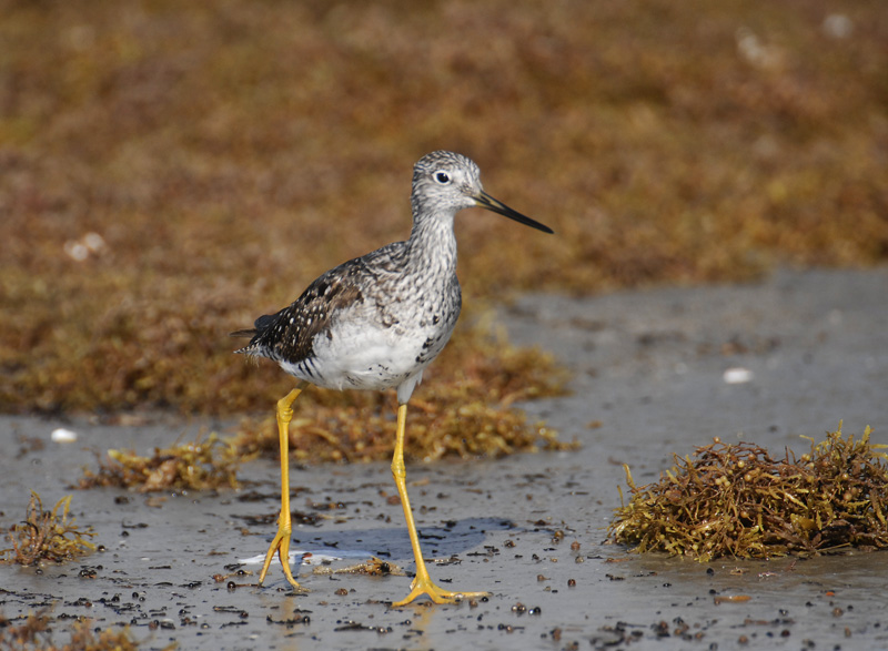 Greater Yellow Legs