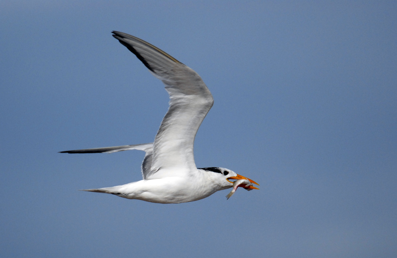 Royal Tern
