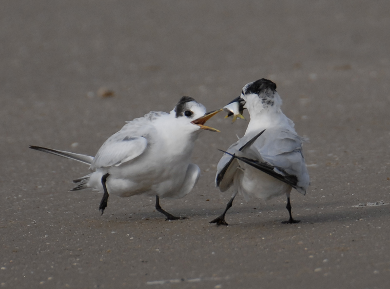 Sandwich Tern feeding chick
